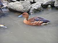 Canard (ord Anseriformes) (fam Annatides) (Photo F. Mrugala) (8)